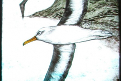 Australian-Albatross