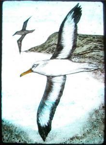 Australian Albatross